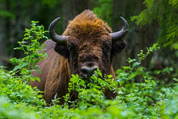 Bison Recovering But 31 Other Species Now Extinct Says Red List Endangered Species The Guardian Endangered Animal Species List 2022