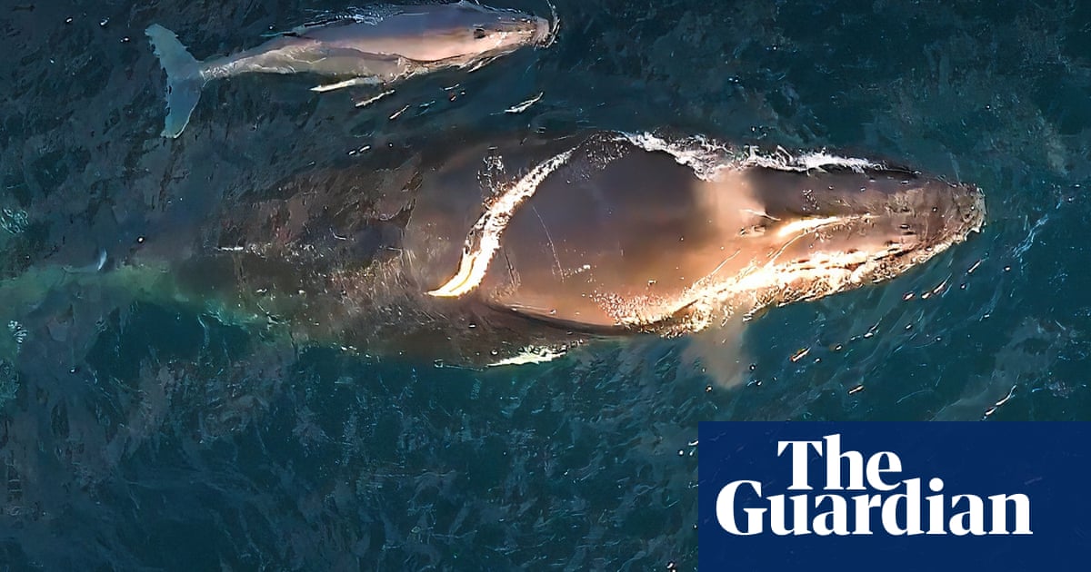 Researchers puzzled as baby whales spotted in unexpected places along Australia's humpback highway'