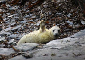 Uma foca está deitada em uma praia pedregosa e levanta o pé, parecendo acenar para o observador