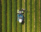 Ribena Owner Invests £200,000 in Climate-Resilient Blackcurrants