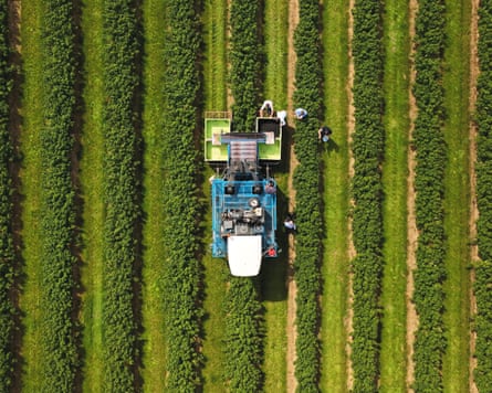 Blackcurrant growers in Britain using harvesters