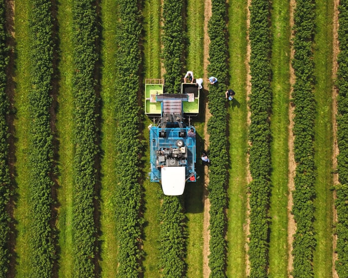 Ribena owner invests in helping blackcurrants withstand extreme weather