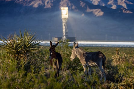 Wild burros near the Ivanpah solar electric generating system near Nipton, California.