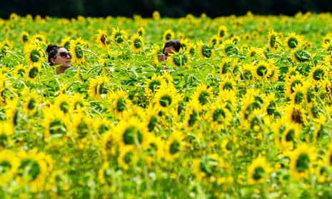 Sunflower tourists wander through a sunflower seed field at Bogle Seeds farm.