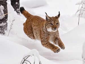 O gato lince Finja corre para a nevada Floresta Negra depois de abrir a caixa de transporte.  A libertação da primeira fêmea de lince na natureza em Baden-Württemberg, Alemanha, marca o início do estabelecimento de uma população de lince
