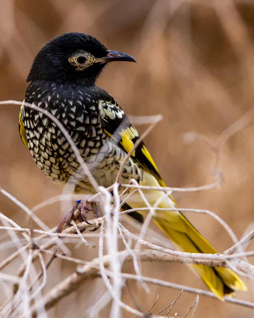 A regent honeyeater chick at Taronga Western Plains Zoo, Dubbo Australia