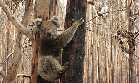 A koala in a burnt forest on Kangaroo Island. The animals that survived the fire risk starving from lack of food.