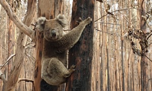 Koala in a burnt forest