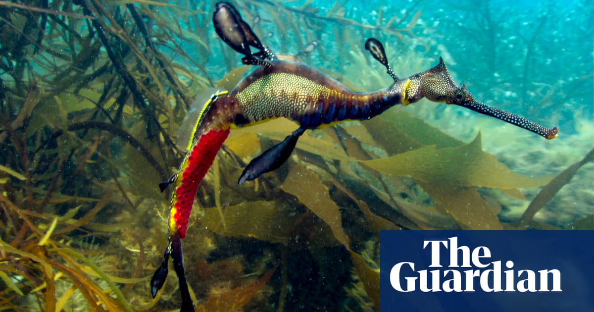 Can T Hear The Blue Planet Ii Commentary Get Your Ears Tested