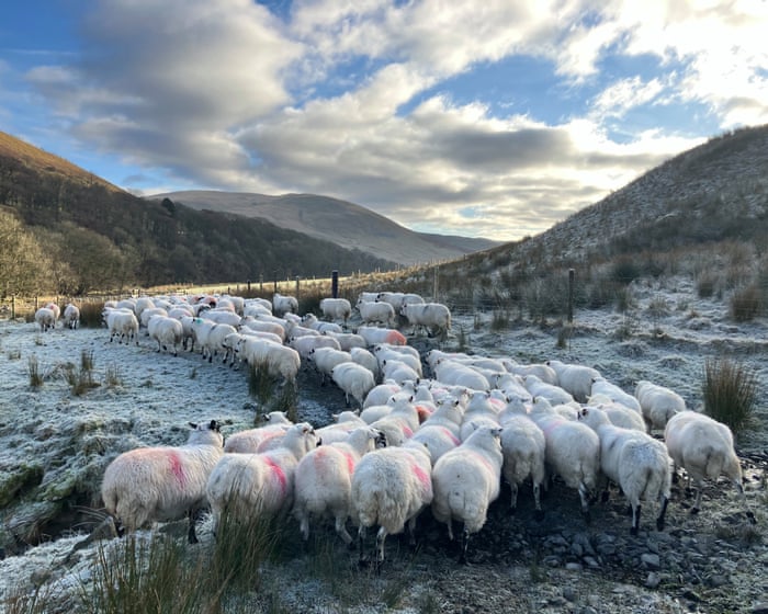 Country diary: A wave of relief on the farm with the inheritance tax change | Andrea Meanwell