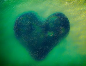 ‘Love Heart of Nature’ by the Australian photographer Jim Picôt is the overall winner. The shot immortalises a salmon school in New South Wales, forming the shape of a heart with a shark swimming inside it.