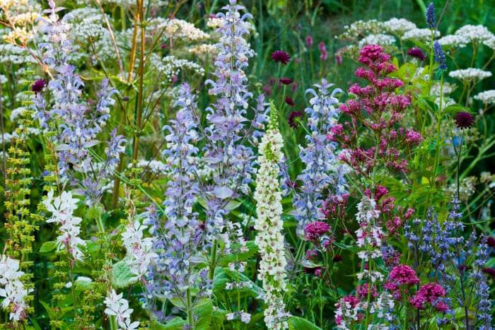 Gardening For Beginners The Cheat S Guide To Herbaceous Borders Gardens Guardian - How To Plan A Garden Border Uk