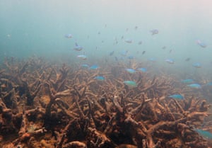 Staghorn corals killed by coral bleaching on Bourke Reef, on the Northern Great Barrier Reef, Queensland, Australia