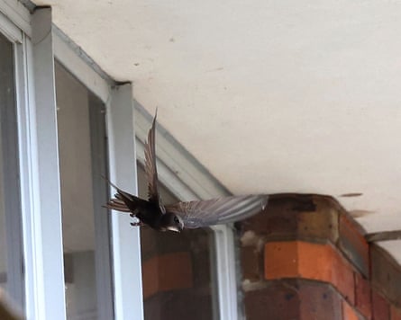 A swift in flight in front of a window in a red-brick wall