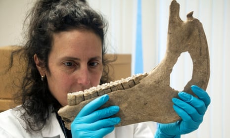 Dr Katherine Kanne, of the University of Exeter, looking at a horse bone found in Goltho, Lincolnshire. 