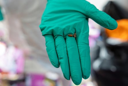 A green-gloved hand showing a maggot