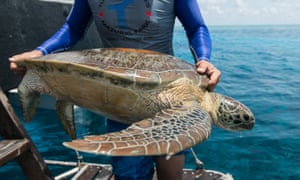 A ranger from Tubbataha marine park in the Philippines returns a tagged turtle to the ocean