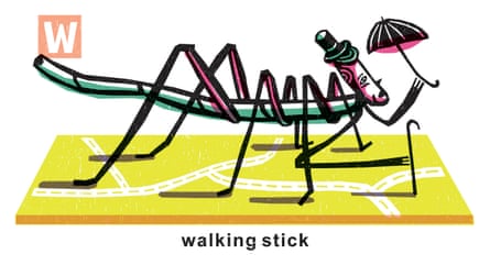Walking Sticks  National Wildlife Federation