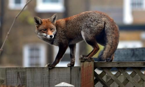 My Battle With The Urban Fox Environment The Guardian