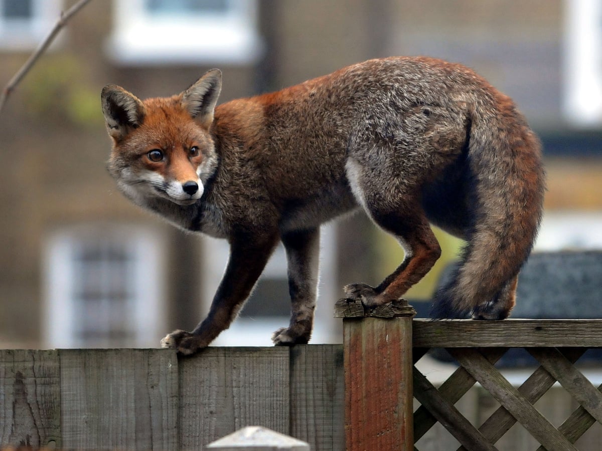 fox Fox