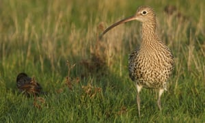 Rare and declining species such as the curlew cannot survive close to plantations