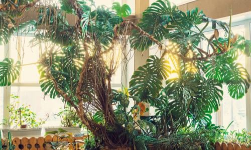 They Respond To Vibrations Does Talking To Plants Actually Help Them Grow Houseplants The Guardian<script async src=