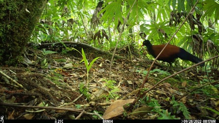 A black-naped pheasant-pigeon in tropical undergrowth