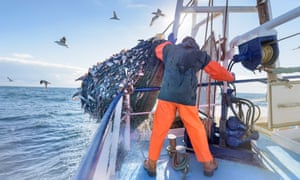 Overfishing in the unregulated high seas is a threat to many species.