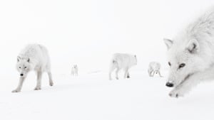 A group of white-coated Arctic wolves in a snowy landscape with a whiteout cautiously approach where the photographer is positioned