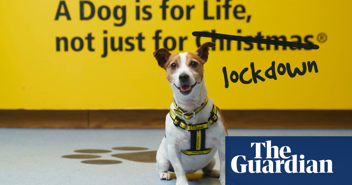 Dogs are for life, not just coronavirus lockdown, says charity