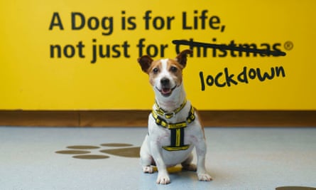 The Dogs Trust is tweaking its famous slogan to: ‘A dog is for life, not just for lockdown.’