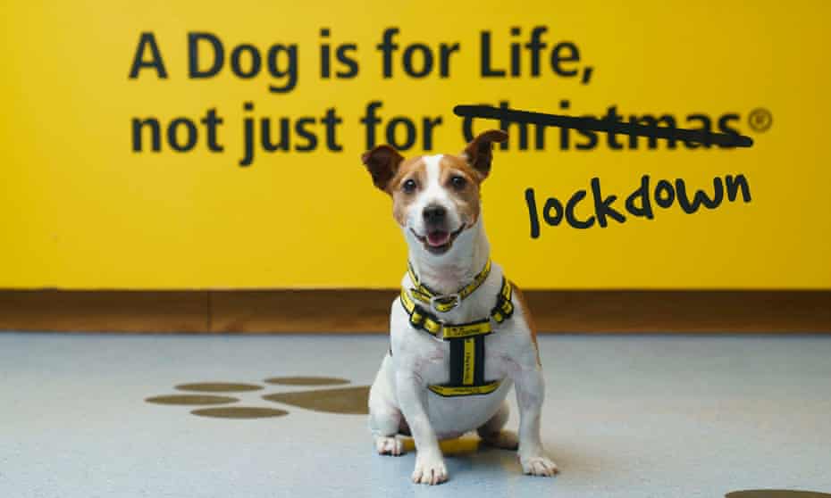 The Dogs Trust is tweaking its famous slogan to: ‘A dog is for life, not just for lockdown.’