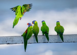 Man You Scared MeRainbow Lorikeets perched on a rail overlooking the ocean as another one drops in to join them, giving them a fright in the process.