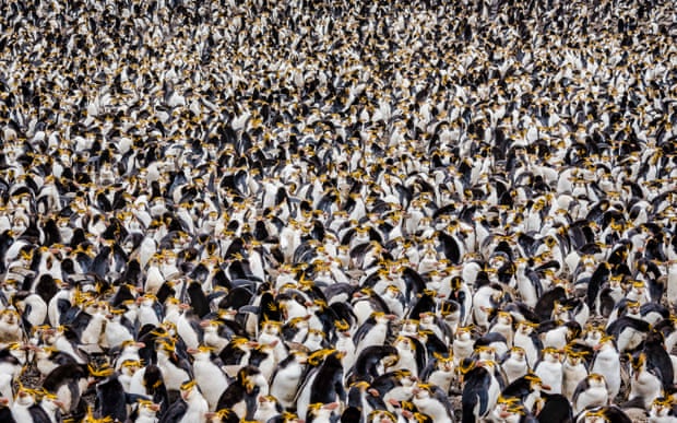 Avian eye: how to take photos of birds that stand out from the flock Thousands of royal penguins come to breed at Sandy Bay, Macquarie Island. Photograph: Doug Gimesy