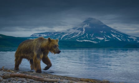 Natural wonder … a brown bear patrols the shore of Kurile Lake, Russia.