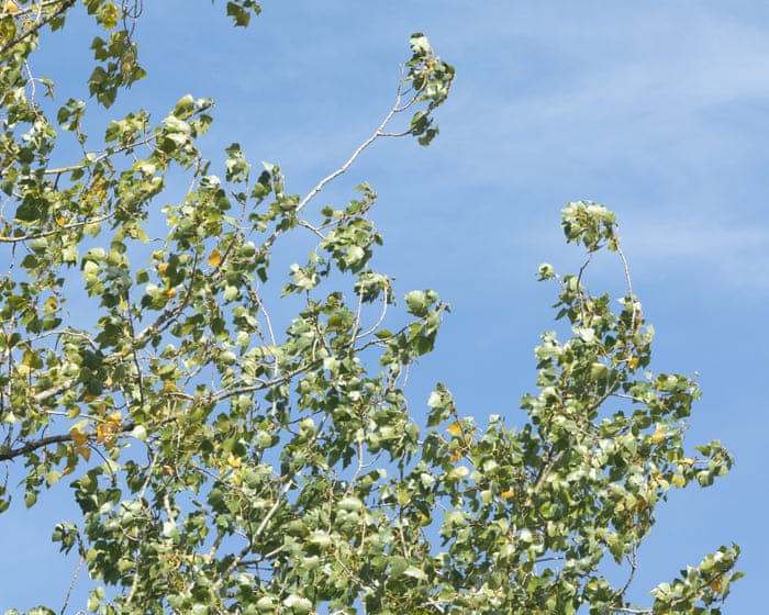 Country diary: Which tree sounds the best in the wind? Take a bough, the poplar | Derek Niemann