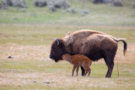 Newly born bison calf and mother