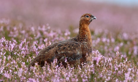 A red grouse.