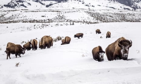 Bison in snowy Yellowstone national park, Wyoming, US