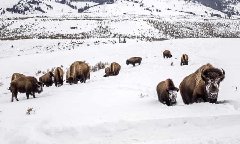 Bison in snowy Yellowstone national park, Wyoming, US