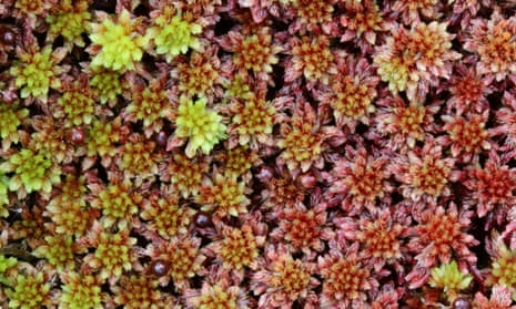Detail image of Sphagnum moss with red and green hues.