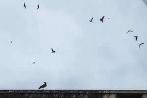 Swiftlets in Bokpyin township, Tanintharyi Region in southeastern Myanmar
