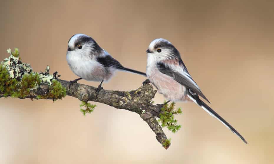 A pair of long-tailed tits.