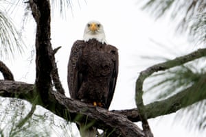A bald eagle perches on a tree at Lake Apopka Wildlife Drive in Florida, US. These majestic raptors are the national bird of the United States since 1782. Lake Apopka’s wetlands support a wide variety of wildlife, making the area a popular destination for nature lovers