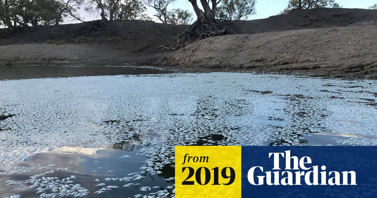 Australia Launches Emergency Relocation Of Fish As Largest River System Faces Collapse Murray Darling Basin The Guardian Australia Launches Emergency Relocation Of Fish As Largest River System Faces Collapse Murray Darling Basin The Guardian