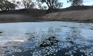Dead fish in the Darling River at Menindee, New South Wales, Australia. Officials on 28 January 2019, found hundreds of thousands of dead fish in the Menindee weir pool and neighbouring waterways.