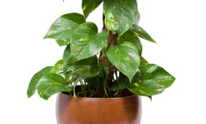 Epipremnum aureum can absorb formaldehyde and benzene.