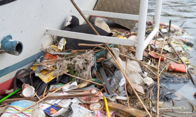 From burger wrappers to masks, bird nests tell story of throwaway culture From burger wrappers to masks, bird nests tell story of throwaway culture
