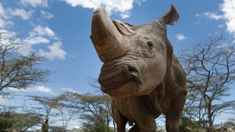 Sudan, the world's last male northern white rhino, dies – video report 