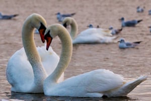 Cisnes no Lago Sasyk